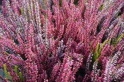 Mehrfarbige Knospenheide Twingirls&reg; Lubera