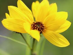 Helianthus vivace