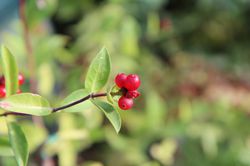 photo Heckenkirsche kaufen Lonicera Pixabay