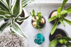 photo facile d'entretien pour plantes d'int&eacute;rieur, Lubera, plantes d'int&eacute;rieur