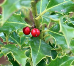 photo-Hecke kaufen