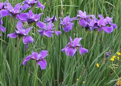 photo Sibirische Iris kaufen Lubera
