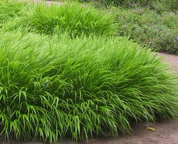 Acheter une Hakonechloa