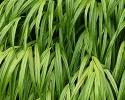 Acheter une Hakonechloa