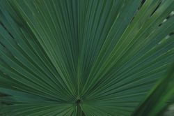goldfruchtpalme, zimmerpflanze, areca palme, dypsis lutescens
