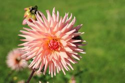 Acheter un dahlia cactus, Lubera