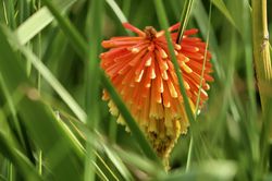 Acheter un kniphofia Lubera