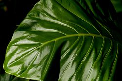 Alocasia kaufen, Alokasie, Pixabay, Lubera, Zimmerpflanze
