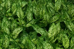 Aglaonema Immergr&uuml;n Kolbenfaden Bl&auml;tter Zimmerpflanze Lubera
