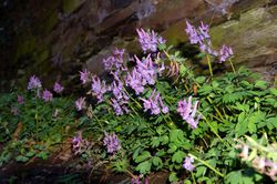 Corydales (Corydalis cava) Lubera