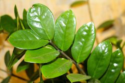 photo Zimmerpflanzen Schatten, Gl&uuml;cksfeder Zamioculcas, Lubera
