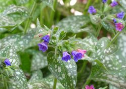 Acheter une pulmonaire, Pulmonaria pixabay