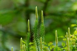 Huperzia, lycopodium, B&auml;rlappgew&auml;chs, Pixabay