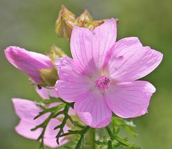 Acheter des mauves Jardinerie en ligne Lubera