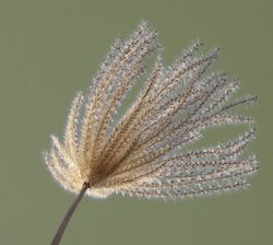 Acheter un miscanthus