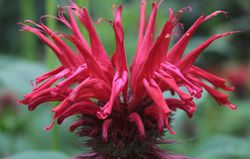 Monarde, Monarda didyma Jardinerie Lubera