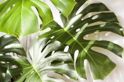 Monstera Zimmerpflanze Fensterblatt Lubera