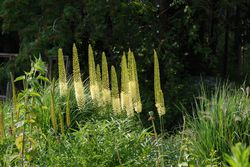 Acheter des Eremurus, lis des steppes chez Lubera