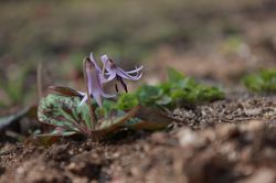 photo kaufen, Erythronium, Lubera