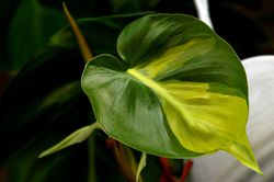 Philodendron Zimmerpflanze Lubera