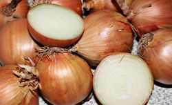 Acheter des graines d'oignons, Lubera Online Shop