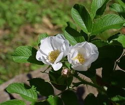 Acheter des rosiers sauvages Rosa Rugosa alba Lubera