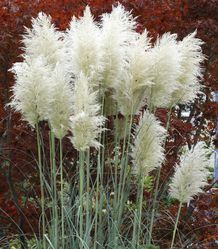 Acheter une herbe de la pampa