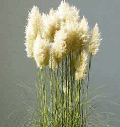 Acheter une herbe de la pampa