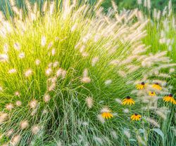 Acheter un Pennisetum