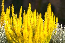 Buntlaubige Knospenheide Sunset Girls&reg; Lubera