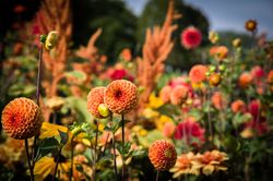 Acheter des dahlias pompon, Lubera