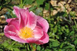 Rosiers sauvages &agrave; acheter Rosa Rugosa Lubera
