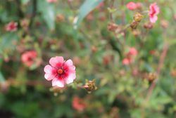 Acheter une potentille Jardinerie en ligne Lubera