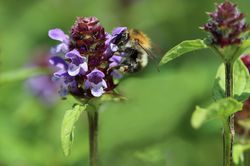 Acheter une brunelle, Prunella, Lubera