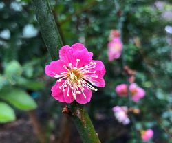 Prunus mume Kanko Bai, fr&uuml;hbl&uuml;her kaufen