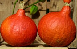 Graines de courge Lubera, potimarron Hokkaido
