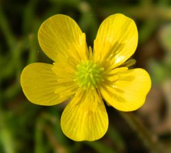 Ranunculus, reconcule, Renoncule