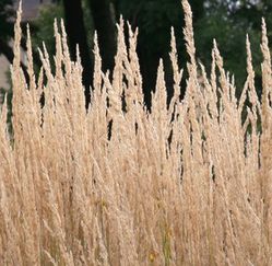 Acheter un Calamagrostis