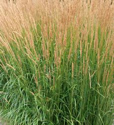 Acheter un calamagrostis