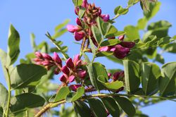 Robinie kaufen Borstenakazie Macrophylla Robinia hispida Lubera