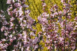 Rosenforsythie Abeliophyllum distichum Lubera, rosenforsythie kaufen
