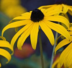 Rudbeckia, acheter des rudb&eacute;kies