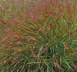 Acheter un Panicum
