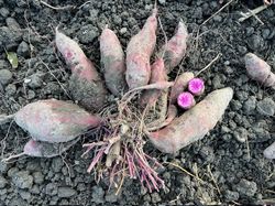 Patates douces, récolte de patates douces automne 2023, sélection, champ d