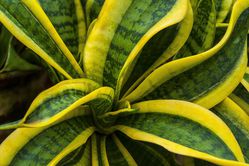 photo acheter Sansevieria le shop Lubera