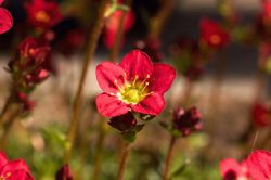 Saxifraga ardensii Lubera, saxifrage