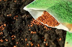 Acheter des graines jardinerie Lubera