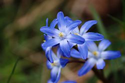 gloire des neiges ,Chionodoxa, bulbes de fleurs de printemps Lubera