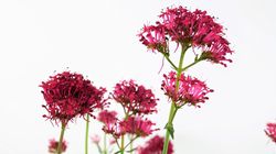 Val&eacute;riane rouge, centranthus Lubera