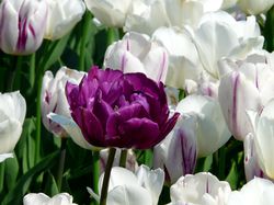 Acheter des tulipes doubles jardinerie Lubera